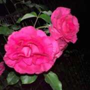 ヒメ日記 2025/05/19 13:40 投稿 しいな 池袋風俗　池袋いきなりビンビン伝説