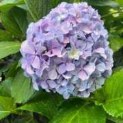 ヒメ日記 2025/06/12 22:50 投稿 しいな 池袋風俗　池袋いきなりビンビン伝説