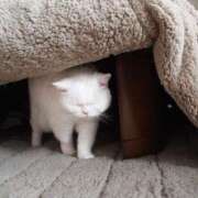 ヒメ日記 2026/01/11 22:55 投稿 しいな 池袋風俗　池袋いきなりビンビン伝説