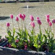 ヒメ日記 2026/02/25 20:55 投稿 しいな 池袋風俗　池袋いきなりビンビン伝説