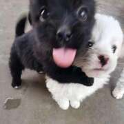 ヒメ日記 2026/04/19 21:23 投稿 しいな 池袋風俗　池袋いきなりビンビン伝説