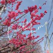 ヒメ日記 2025/02/25 07:10 投稿 ももか 美熟女倶楽部Hip's 春日部店