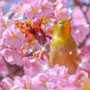 ヒメ日記 2025/04/06 23:34 投稿 ももか 美熟女倶楽部Hip's 春日部店