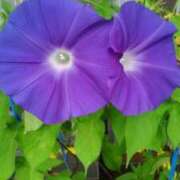 ヒメ日記 2025/07/11 10:14 投稿 ももか 美熟女倶楽部Hip's 春日部店