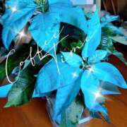 ヒメ日記 2025/12/08 07:42 投稿 ももか 美熟女倶楽部Hip's 春日部店