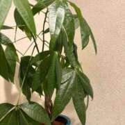 ヒメ日記 2025/01/15 09:58 投稿 ねこさん いけない奥さん 十三店