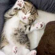 ヒメ日記 2025/02/16 16:48 投稿 ねこさん いけない奥さん 十三店