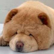 ヒメ日記 2025/04/18 21:48 投稿 ねこさん いけない奥さん 十三店