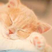 ヒメ日記 2025/04/20 18:08 投稿 ねこさん いけない奥さん 十三店