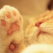 ヒメ日記 2025/04/24 17:21 投稿 ねこさん いけない奥さん 十三店