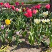 ヒメ日記 2025/04/25 08:18 投稿 ねこさん いけない奥さん 十三店