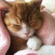 ヒメ日記 2025/05/06 16:38 投稿 ねこさん いけない奥さん 十三店