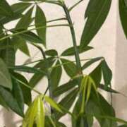 ヒメ日記 2025/05/10 17:55 投稿 ねこさん いけない奥さん 十三店