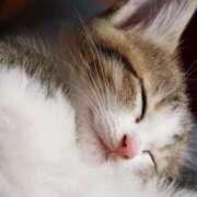 ヒメ日記 2025/05/25 16:48 投稿 ねこさん いけない奥さん 十三店