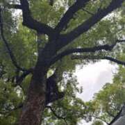 ヒメ日記 2025/06/01 08:38 投稿 ねこさん いけない奥さん 十三店