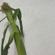 ヒメ日記 2025/06/09 12:03 投稿 ねこさん いけない奥さん 十三店