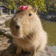 ヒメ日記 2025/07/09 12:58 投稿 ねこさん いけない奥さん 十三店