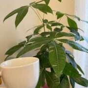 ヒメ日記 2025/08/08 19:09 投稿 ねこさん いけない奥さん 十三店