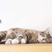 ヒメ日記 2025/08/13 19:48 投稿 ねこさん いけない奥さん 十三店