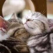 ヒメ日記 2025/08/29 14:18 投稿 ねこさん いけない奥さん 十三店