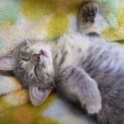 ヒメ日記 2025/09/14 16:58 投稿 ねこさん いけない奥さん 十三店