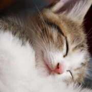 ヒメ日記 2025/10/16 14:48 投稿 ねこさん いけない奥さん 十三店