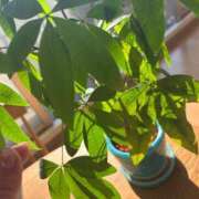 ヒメ日記 2025/03/20 15:48 投稿 ねこさん いけない奥さん 梅田店