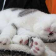 ヒメ日記 2025/04/04 16:22 投稿 ねこさん いけない奥さん 梅田店