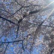 ヒメ日記 2025/04/05 17:20 投稿 ねこさん いけない奥さん 梅田店