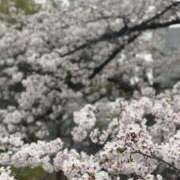 ヒメ日記 2025/04/11 16:20 投稿 ねこさん いけない奥さん 梅田店