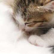 ヒメ日記 2025/04/15 12:51 投稿 ねこさん いけない奥さん 梅田店