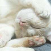 ヒメ日記 2025/04/21 14:51 投稿 ねこさん いけない奥さん 梅田店