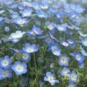 ヒメ日記 2025/05/05 19:11 投稿 ねこさん いけない奥さん 梅田店