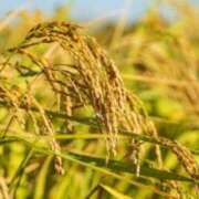 ヒメ日記 2025/06/03 21:28 投稿 ねこさん いけない奥さん 梅田店