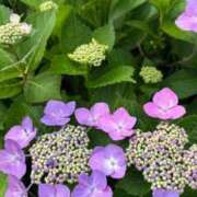 ヒメ日記 2025/06/08 14:28 投稿 ねこさん いけない奥さん 梅田店