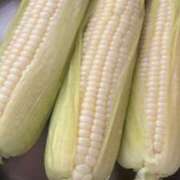 ヒメ日記 2025/06/21 15:18 投稿 ねこさん いけない奥さん 梅田店