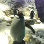 ヒメ日記 2025/06/27 10:50 投稿 ねこさん いけない奥さん 梅田店