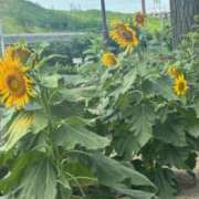 ヒメ日記 2025/08/14 14:58 投稿 ねこさん いけない奥さん 梅田店