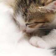 ヒメ日記 2025/09/03 16:19 投稿 ねこさん いけない奥さん 梅田店