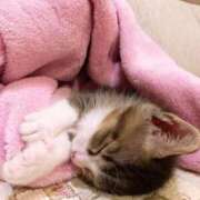 ヒメ日記 2025/10/04 18:58 投稿 ねこさん いけない奥さん 梅田店