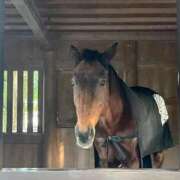 ヒメ日記 2026/01/02 09:18 投稿 ねこさん いけない奥さん 梅田店