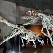 ヒメ日記 2026/01/24 17:25 投稿 みずほ 渋谷蘭の会