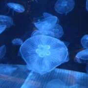 ヒメ日記 2025/09/19 08:23 投稿 【ゆり】水泳インストラクター コーチと私と、ビート板･･･