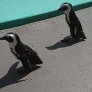 ヒメ日記 2025/10/23 08:23 投稿 【ゆり】水泳インストラクター コーチと私と、ビート板･･･