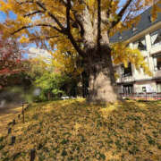 ヒメ日記 2025/11/26 21:06 投稿 茉莉花-まりか【FG系列】 ほんとうの人妻 厚木店【FG系列】