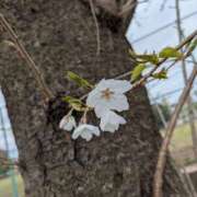 ヒメ日記 2026/04/02 15:47 投稿 しずか One More奥様　町田相模原店