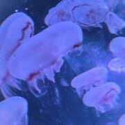 ヒメ日記 2025/02/16 21:18 投稿 ラブカ FANTASY（ファンタジー）