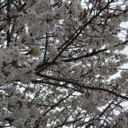 ヒメ日記 2025/04/03 10:02 投稿 じゅんこ 池袋で熟女の風俗 マダムいやーん