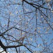 ヒメ日記 2026/03/27 14:27 投稿 ゆり ベイキュート