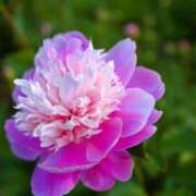 ヒメ日記 2025/03/12 11:51 投稿 ひろ 治療院.LOVE小山店